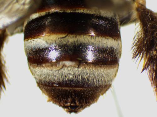 Tetraloniella dentata